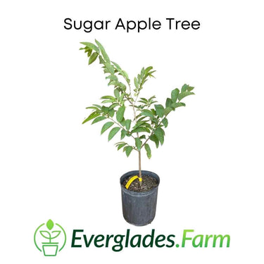 Red Sugar Apple, Sweetsop, Annona Tree